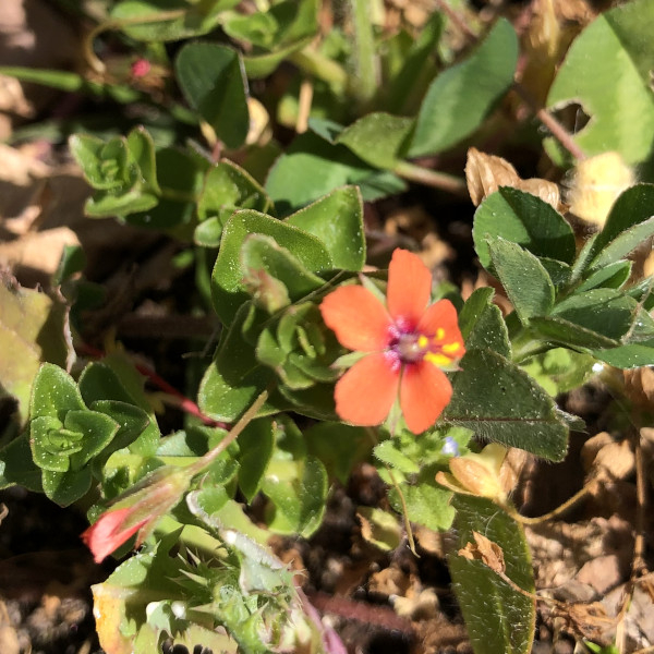 Mouron rouge (Anagallis arvensis) &copy; Nicolas Macaire / LPO